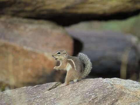 Image of Harris's Antelope Squirrel