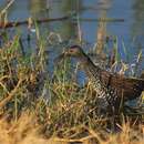 Pardirallus maculatus (Boddaert 1783) resmi