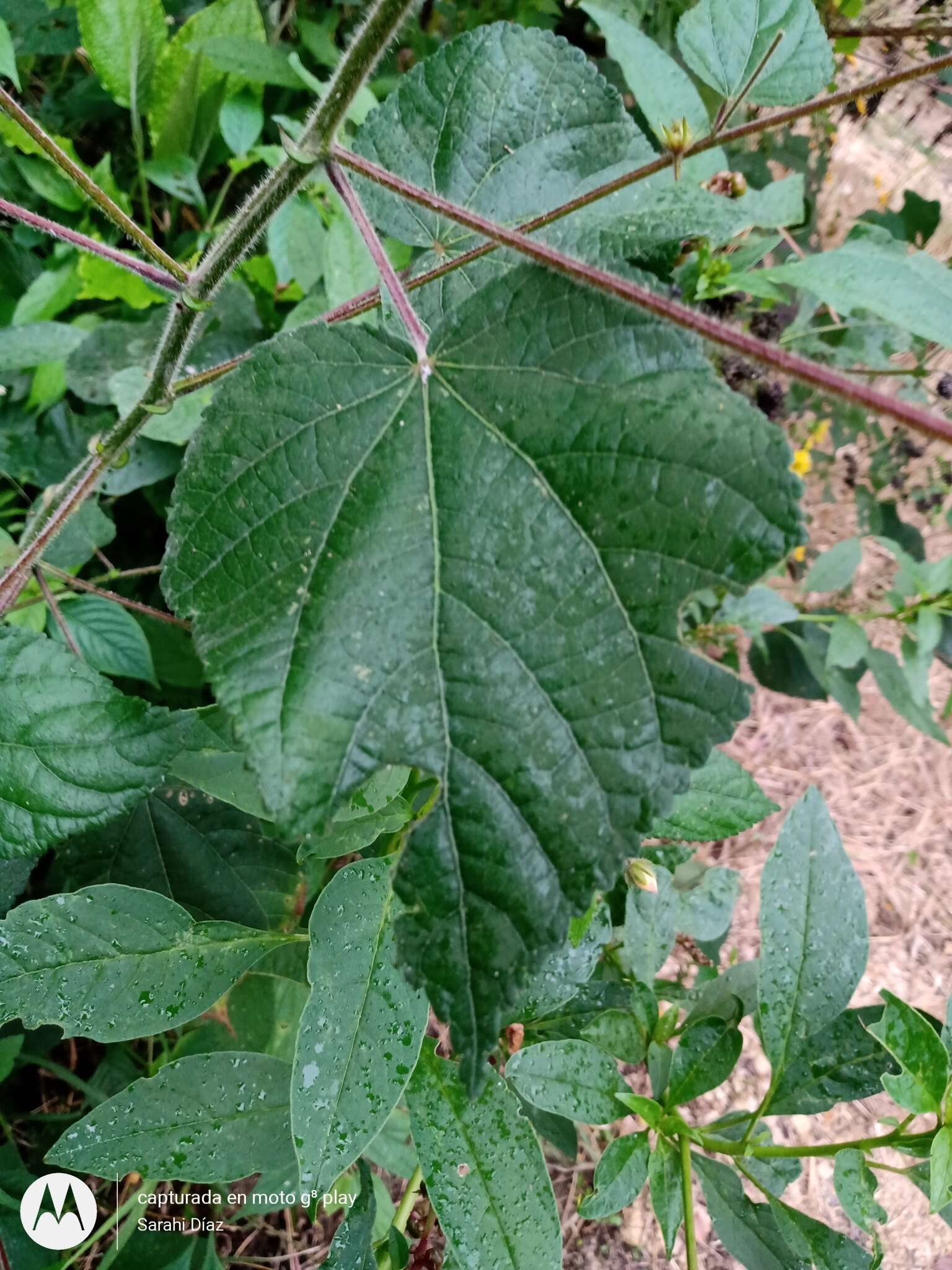 صورة Pavonia paniculata Cav.