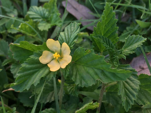 Image de Malvastrum coromandelianum (L.) Garcke