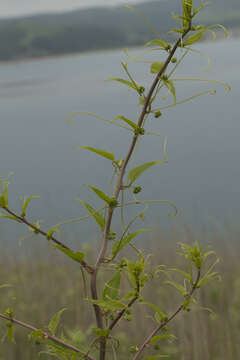 Image of Smilax riparia var. riparia