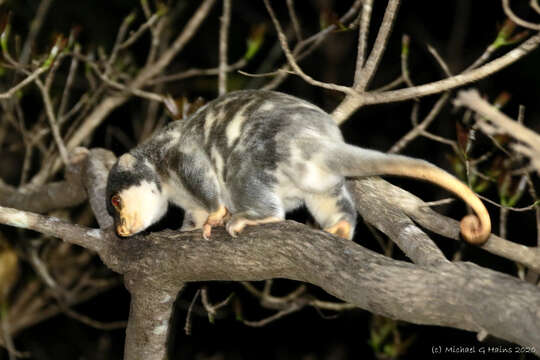 Imagem de Spilocuscus maculatus (É. Geoffroy Saint-Hilaire 1803)