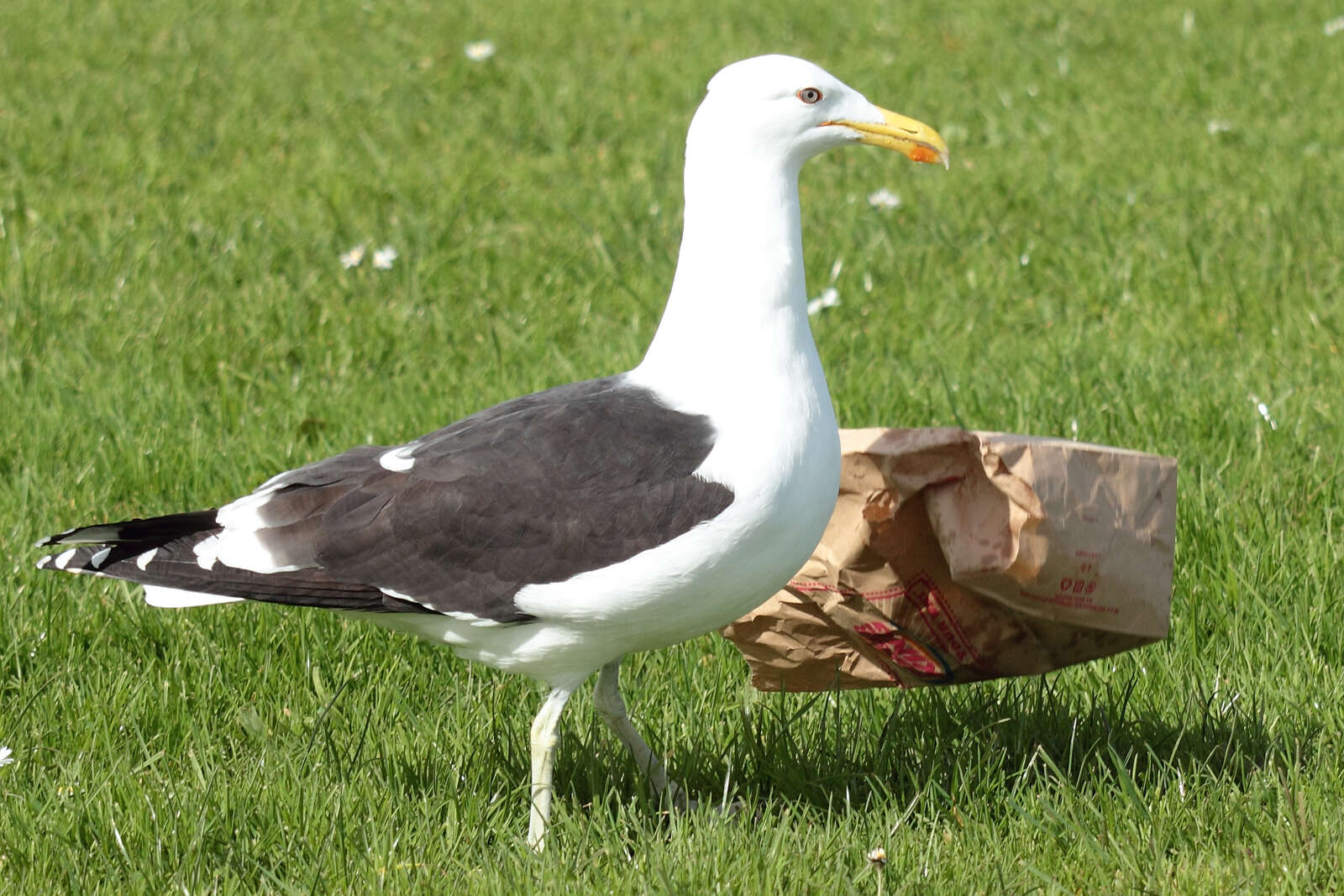 Image of Kelp Gull