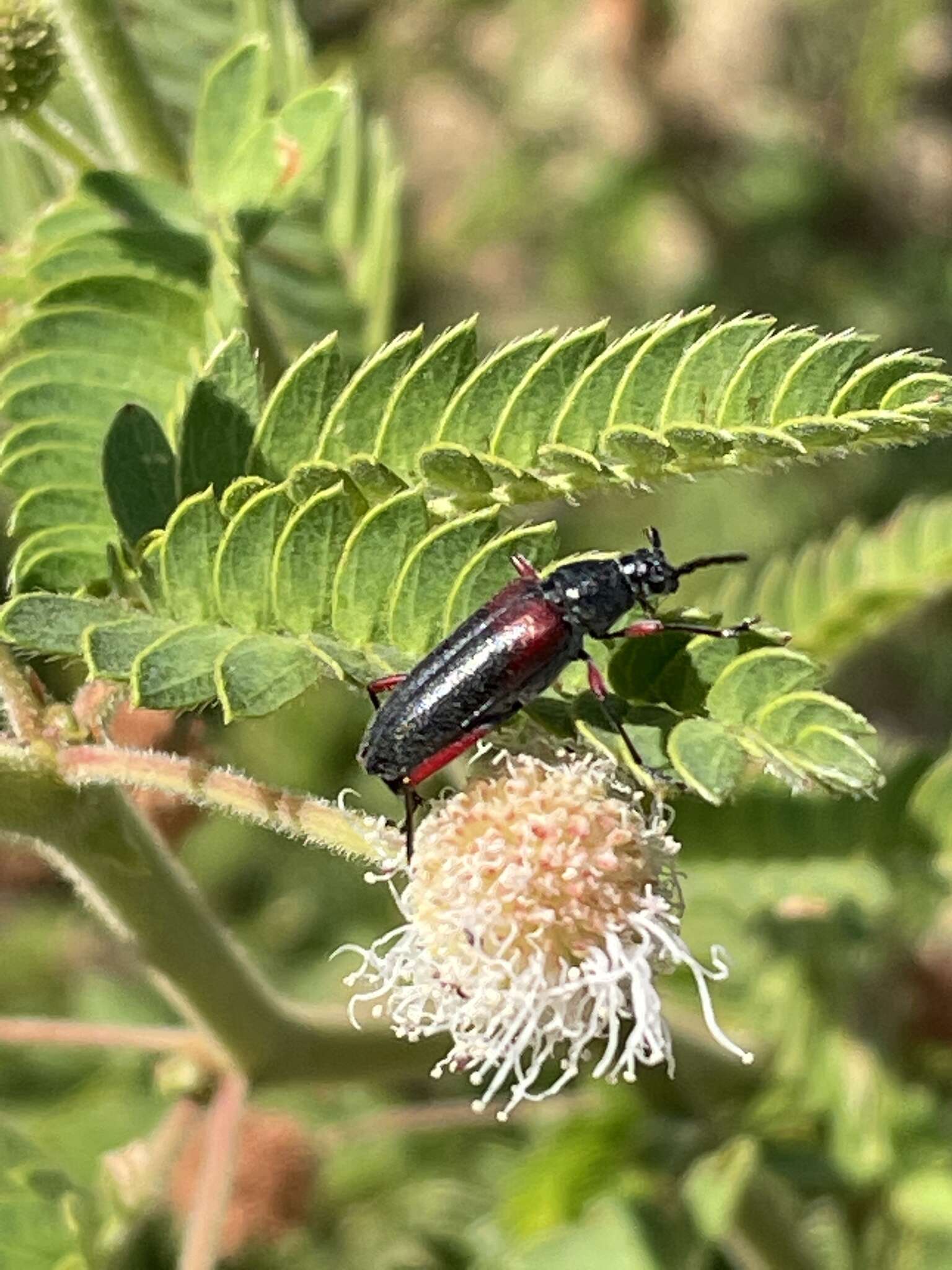 Image of Plionoma basalis (Horn 1894)