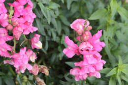 Image of garden snapdragon