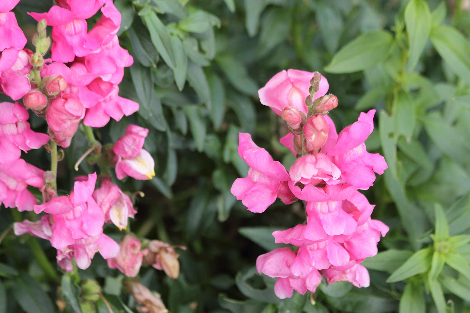 Image of garden snapdragon