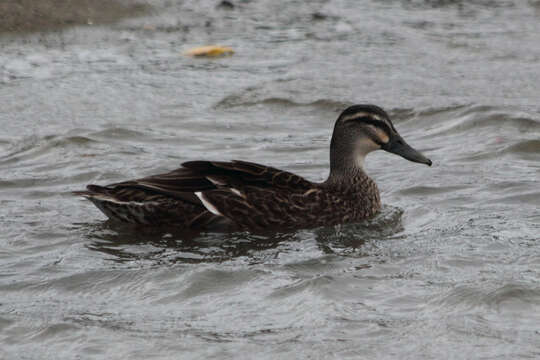 Image of Grey Duck