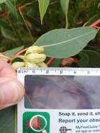 Image of Eucalyptus goniantha subsp. goniantha