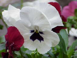 Image of hybrid violet