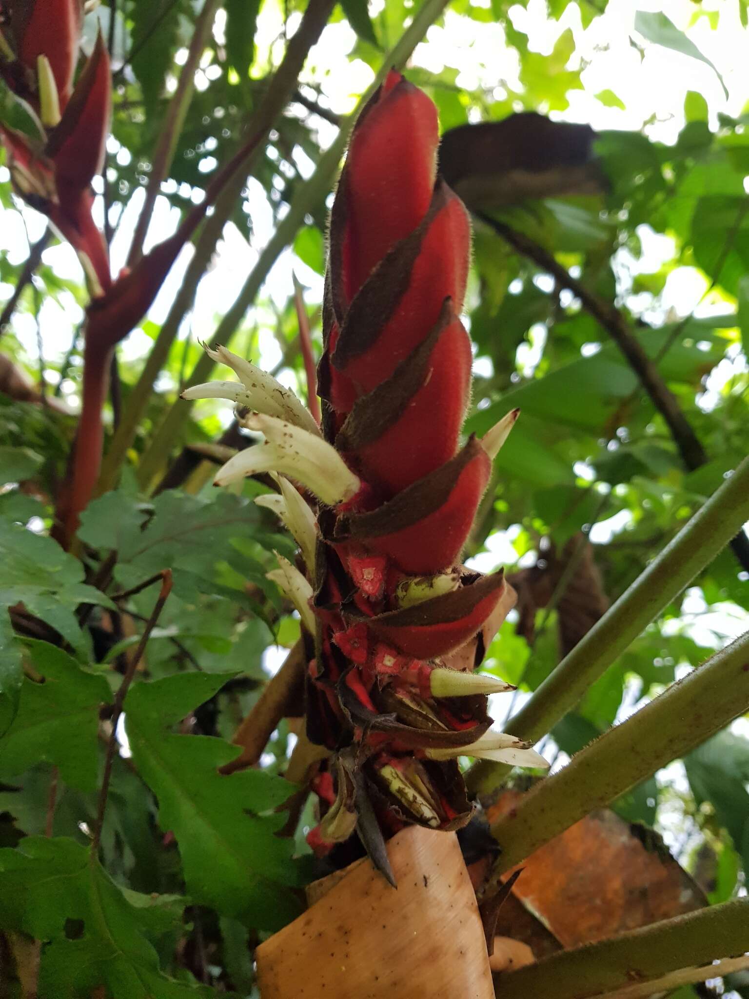 Image de Heliconia lophocarpa G. S. Daniels & F. G. Stiles