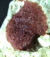 Image of Homotrema rubrum (Lamarck 1816)