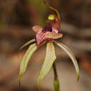 Image of Thick-lipped spider-orchid