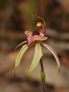 Image of Thick-lipped spider-orchid