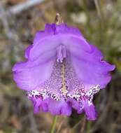 Imagem de Gladiolus bullatus Thunb. ex G. J. Lewis