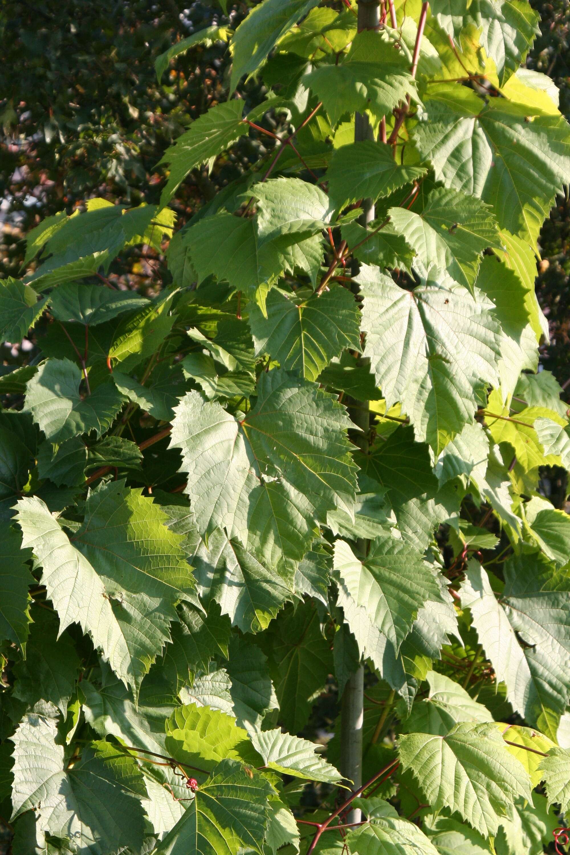 Image of River-Bank Grape