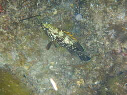 烏鰭石斑魚的圖片