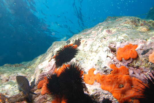 Image of Black Sea urchin