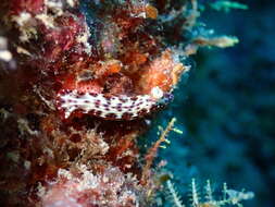 Plancia ëd Hypselodoris maculosa (Pease 1871)