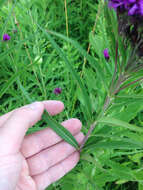 Image of prairie ironweed