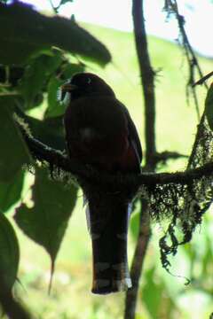 Image of Masked Trogon