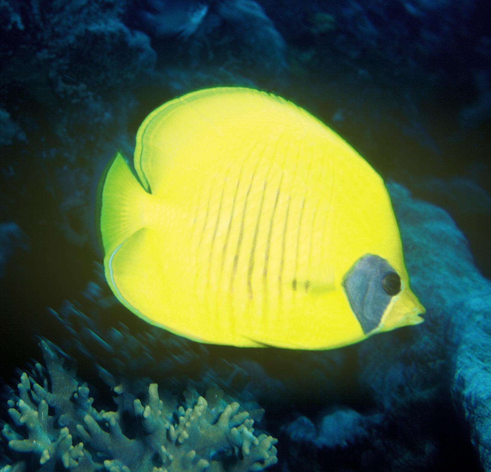 Image of Addis Butterflyfish