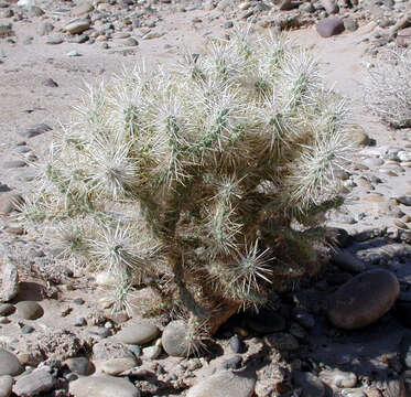 Image of Wiggins' cholla