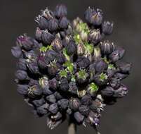 صورة Allium melananthum Coincy