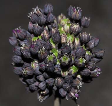 Image of Allium melananthum Coincy