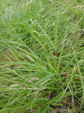 Image of bunch cutgrass