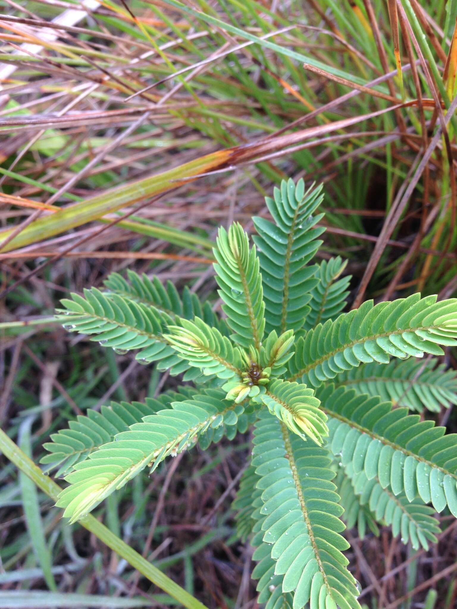 Phyllanthus saffordii Merr.的圖片