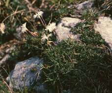 Image of Dianthus petraeus Waldst. & Kit.