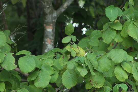 Image of Bursera heteresthes Bullock