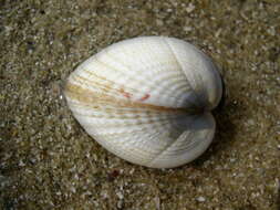 Image of Common cockle