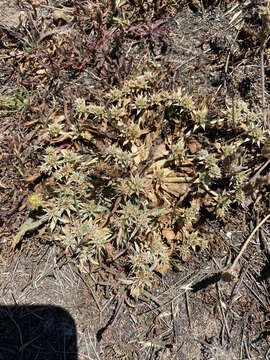 Image de Eryngium armatum (S. Wats.) Coult. & Rose