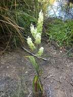 Image of Fringed False Hellebore