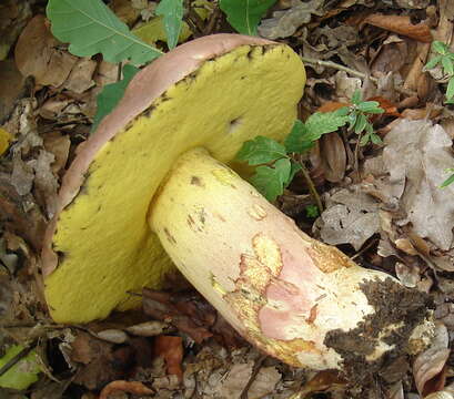 Image de Butyriboletus fuscoroseus (Smotl.) Vizzini & Gelardi 2014