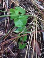 Image of trailing milkvine