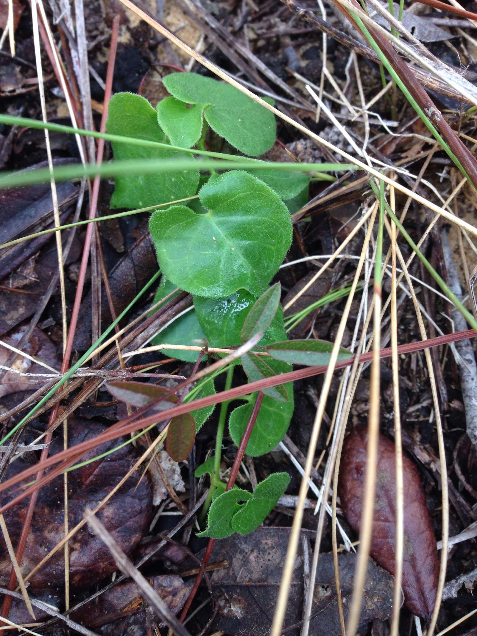 Imagem de Matelea pubiflora (Decne.) R. E. Woodson