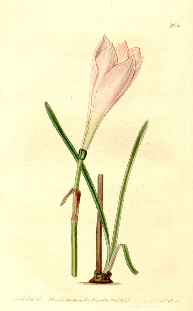 Image of Storm lily