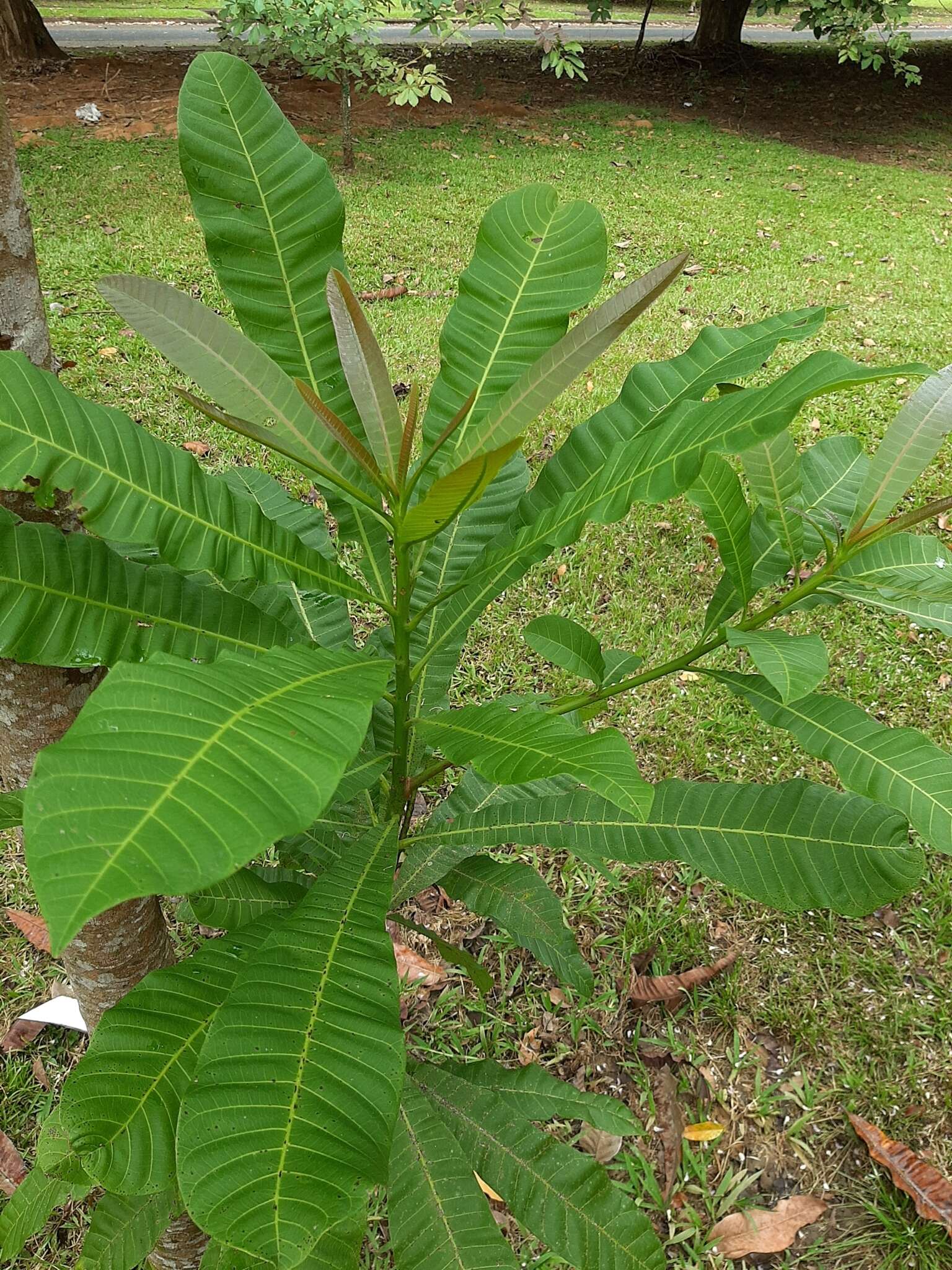 Image de Anacardium excelsum (Bert. & Balb.) Skeels