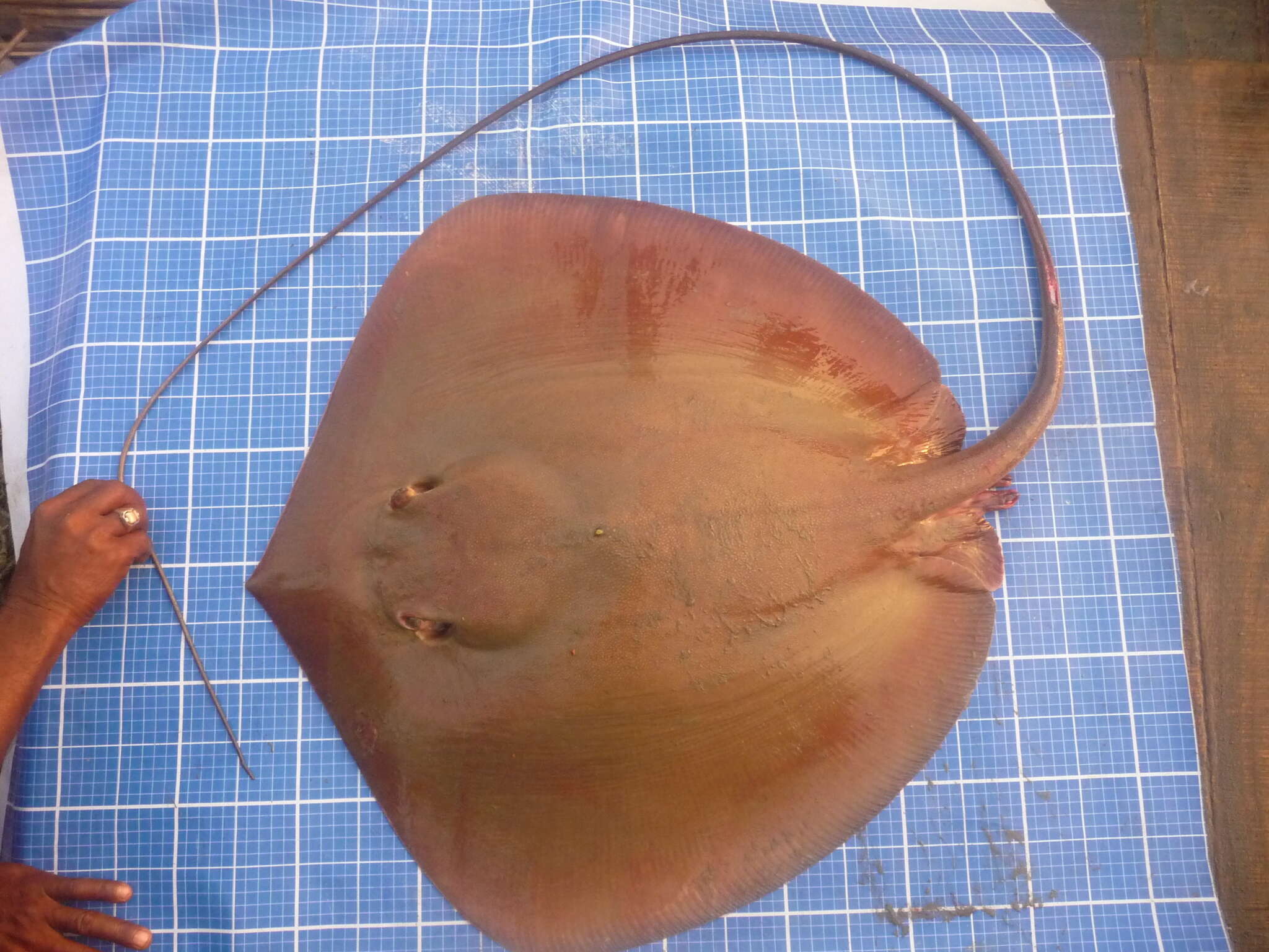 Image of Short-tail whipray