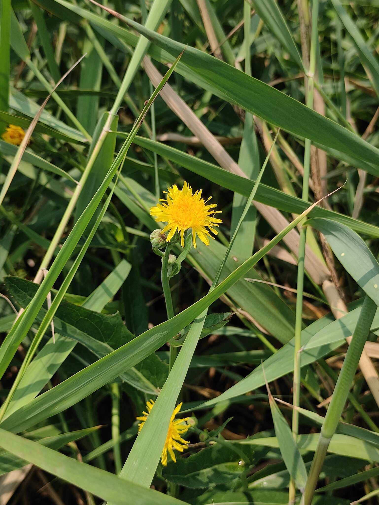 Image de Sonchus brachyotus DC.