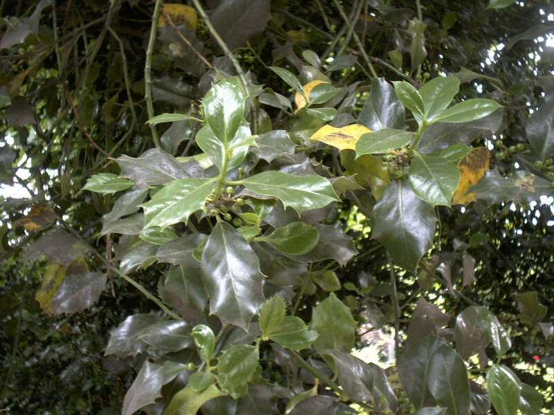 Image of English holly