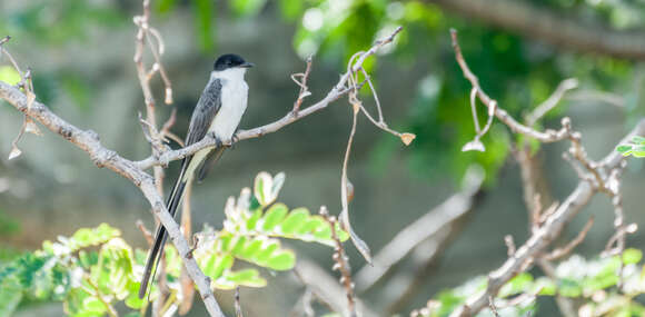 Image of Fork-tailed Flycatcher