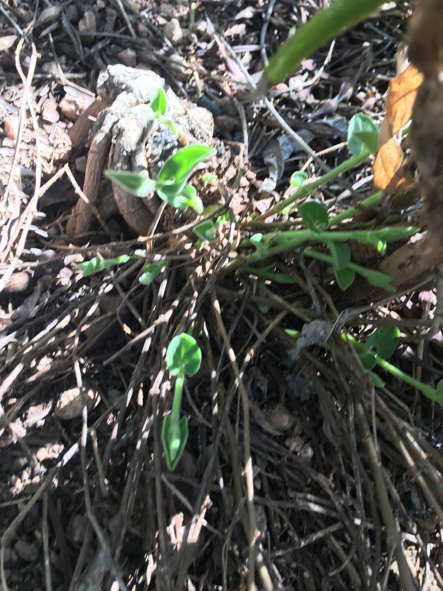 Image de Aristolochia quercetorum Standley