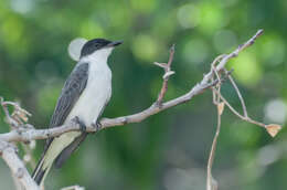 Image of Fork-tailed Flycatcher