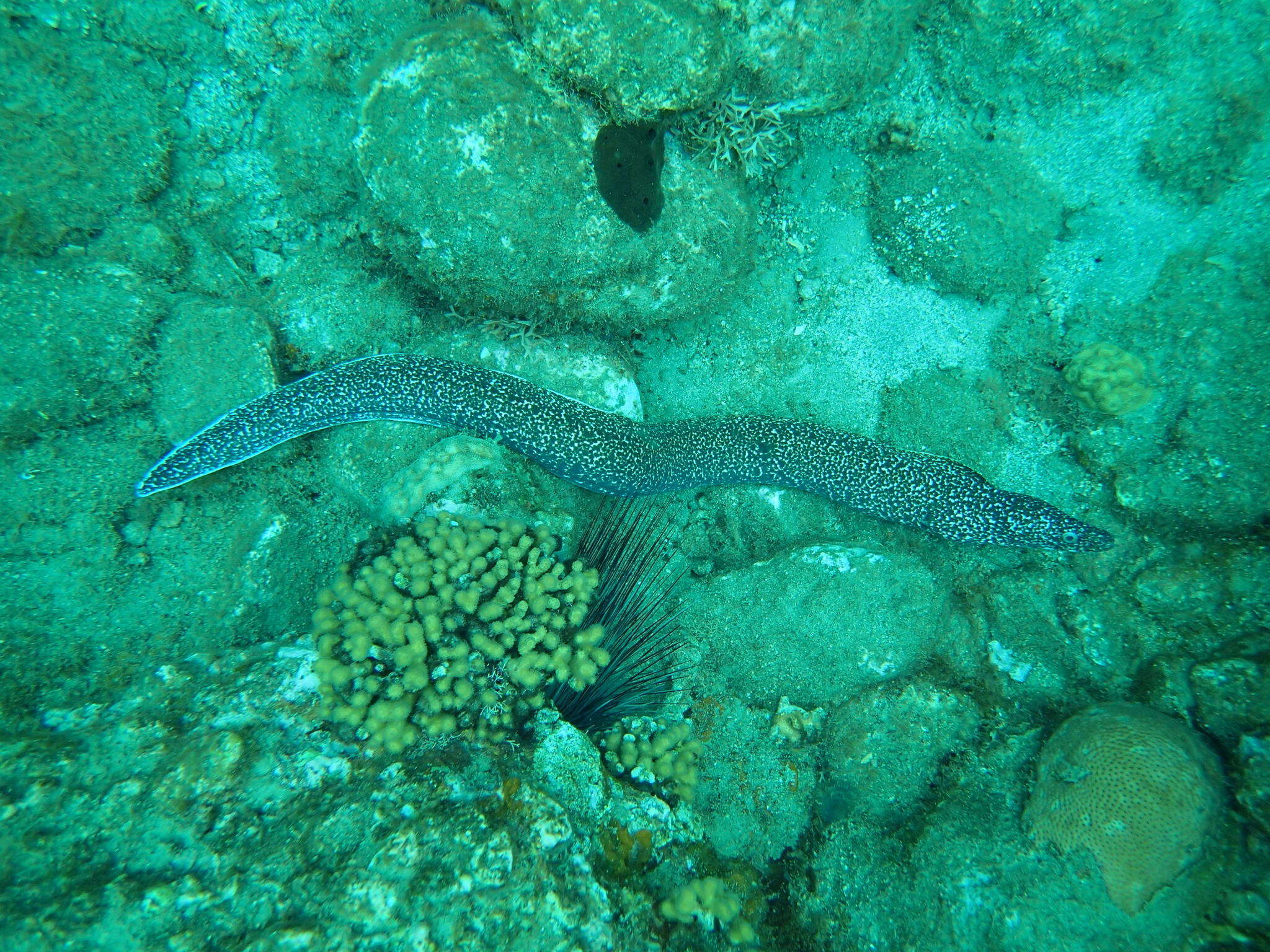 Image of Common Conger