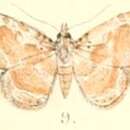 Image of Cruxoruza reticulata