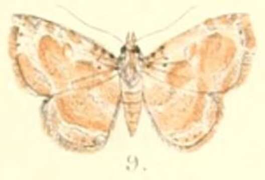 Image of Cruxoruza reticulata