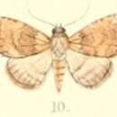 Image of Autoba obscura Moore 1892
